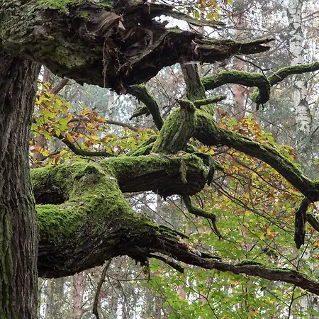 ホテル Ringhotel Schorfheide, Tagungszentrum Der Wirtschaft